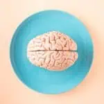 human brain anatomical model on a plate