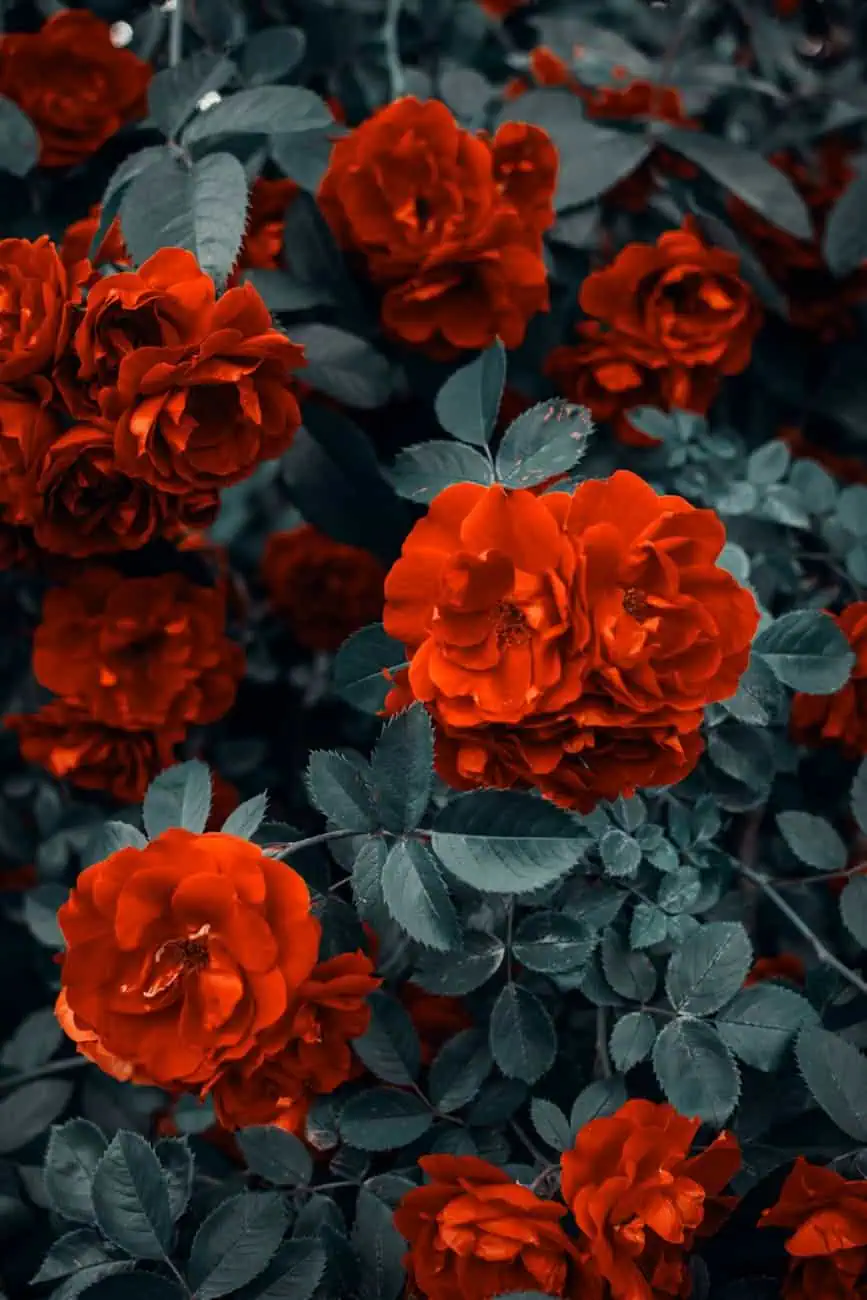 red roses