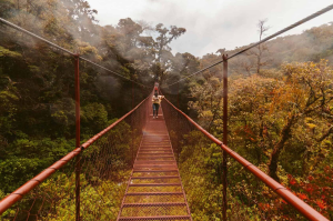 person walking on hanging bridge