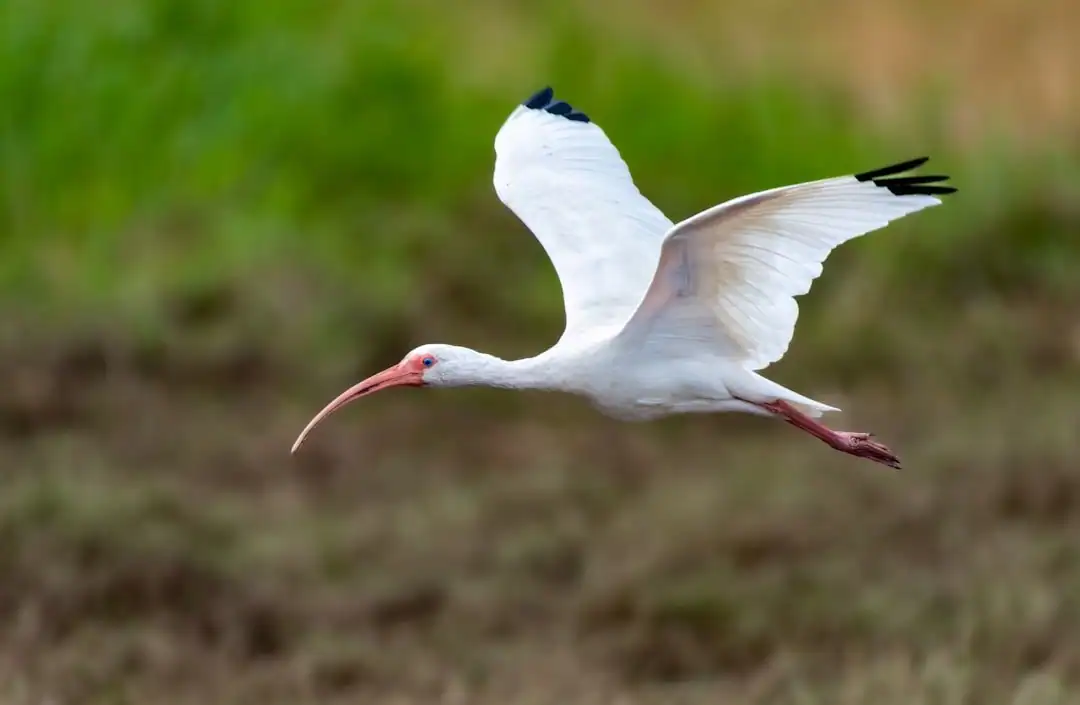 a large white bird with a long red beak